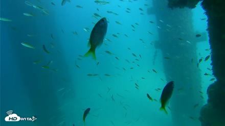 Scripps Pier Underwater Live Webcam - Sep 17, 2026, 2:49pm PDT