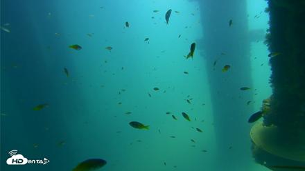 Scripps Pier Underwater Live Webcam - Aug 21, 2026, 12:13pm PDT