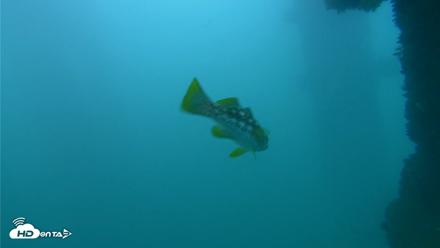 Scripps Pier Underwater Live Webcam - Sep 29, 2026, 6:13pm PDT