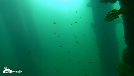Scripps Pier Underwater Live Webcam - Sep 23, 2026, 9:03am PDT