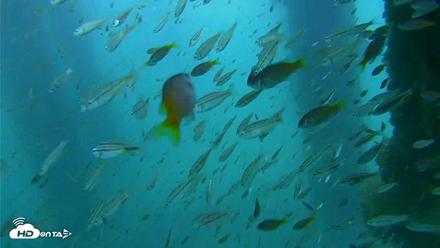 Scripps Pier Underwater Live Webcam - Aug 28, 2026, 1:35pm PDT