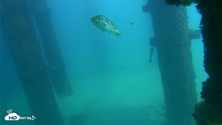 Scripps Pier Underwater Live Webcam - Oct 6, 2026, 1:34pm PDT