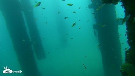 Scripps Pier Underwater Live Webcam - Sep 17, 2026, 7:58am PDT