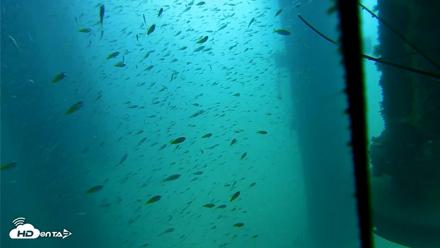 Scripps Pier Underwater Live Webcam - Aug 10, 2026, 10:44am PDT