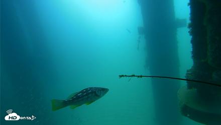 Scripps Pier Underwater Live Webcam - Aug 10, 2026, 10:23am PDT