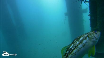 Scripps Pier Underwater Live Webcam - Jul 31, 2026, 10:06am PDT
