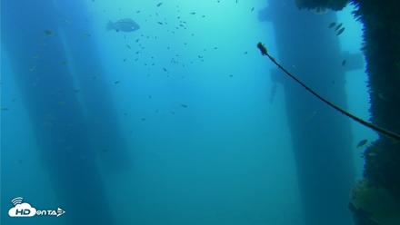 Scripps Pier Underwater Live Webcam - Sep 21, 2026, 10:39am PDT