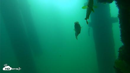 Scripps Pier Underwater Live Webcam - Sep 23, 2026, 9:35am PDT