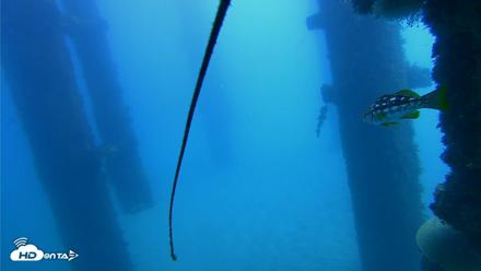 Scripps Pier Underwater Live Webcam - Oct 22, 2026, 12:13pm PDT