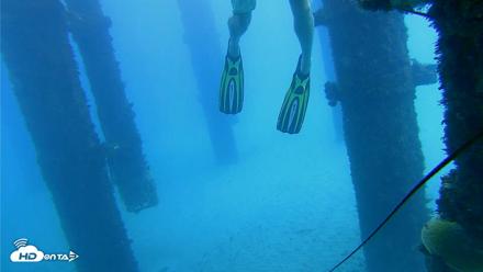 Scripps Pier Underwater Live Webcam - Oct 7, 2026, 12:49pm PDT