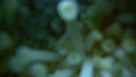 Scripps Pier Underwater Live Webcam - Mar 18, 2026, 7:29am PDT