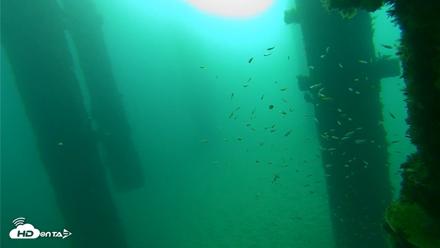Scripps Pier Underwater Live Webcam - Sep 25, 2026, 8:17am PDT