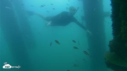 Scripps Pier Underwater Live Webcam - Aug 29, 2026, 8:37am PDT