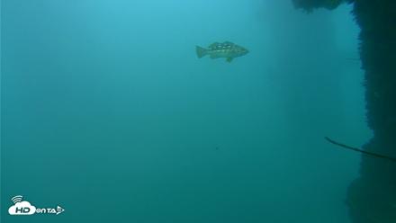 Scripps Pier Underwater Live Webcam - Sep 29, 2026, 6:05pm PDT