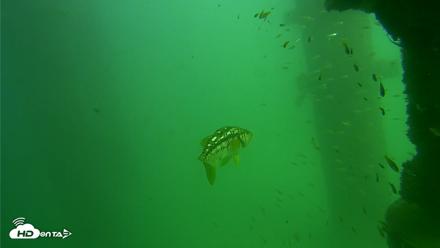 Scripps Pier Underwater Live Webcam - Sep 18, 2026, 2:45pm PDT