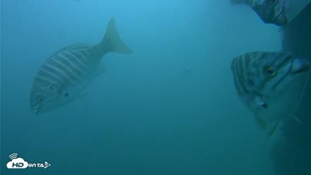 Scripps Pier Underwater Live Webcam - Oct 11, 2026, 3:45pm PDT