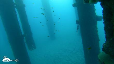 Scripps Pier Underwater Live Webcam - Oct 20, 2026, 7:38am PDT
