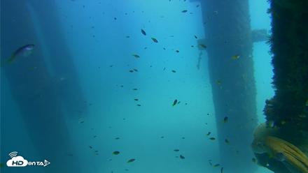 Scripps Pier Underwater Live Webcam - Aug 24, 2026, 1:43pm PDT