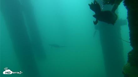 Scripps Pier Underwater Live Webcam - Sep 18, 2026, 7:55am PDT