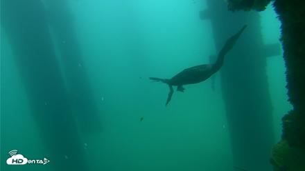 Scripps Pier Underwater Live Webcam - Sep 18, 2026, 7:56am PDT