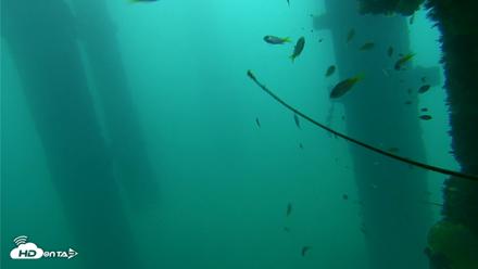 Scripps Pier Underwater Live Webcam - Sep 16, 2026, 7:10am PDT