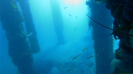 Scripps Pier Underwater Live Webcam - Jan 27, 2026, 7:46am PST
