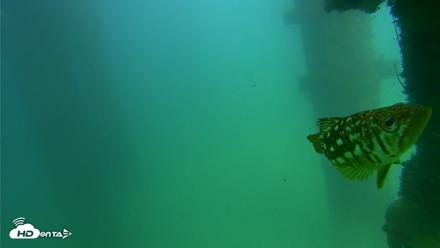 Scripps Pier Underwater Live Webcam - Sep 18, 2026, 3:15pm PDT