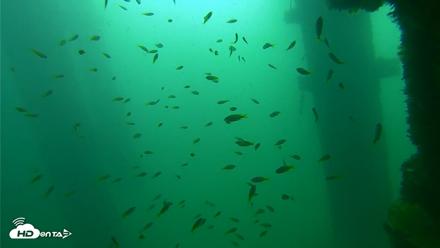 Scripps Pier Underwater Live Webcam - Sep 23, 2026, 9:48am PDT