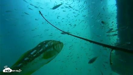 Scripps Pier Underwater Live Webcam - Aug 30, 2026, 10:49am PDT