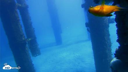 Scripps Pier Underwater Live Webcam - Oct 19, 2026, 12:20pm PDT