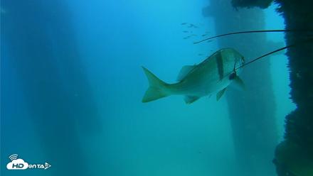 Scripps Pier Underwater Live Webcam - Sep 19, 2026, 3:33pm PDT