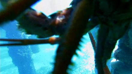 Scripps Pier Underwater Live Webcam - Jan 29, 2026, 11:00am PST