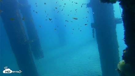 Scripps Pier Underwater Live Webcam - Oct 6, 2026, 11:34am PDT