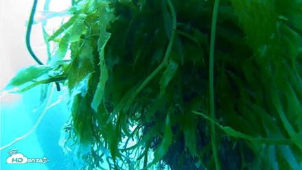 Scripps Pier Underwater Live Webcam - Oct 5, 2026, 8:37am PDT