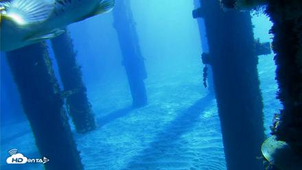 Scripps Pier Underwater Live Webcam - Oct 18, 2026, 9:59am PDT