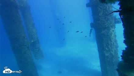Scripps Pier Underwater Live Webcam - Oct 16, 2026, 3:16pm PDT