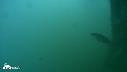 Scripps Pier Underwater Live Webcam - Jul 27, 2026, 8:20am PDT