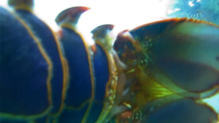 Scripps Pier Underwater Live Webcam - Nov 13, 2025, 12:19pm PST