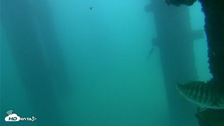 Scripps Pier Underwater Live Webcam - Sep 23, 2026, 2:22pm PDT