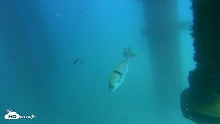 Scripps Pier Underwater Live Webcam - Aug 26, 2026, 3:22pm PDT