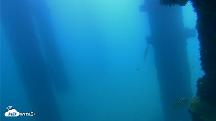 Scripps Pier Underwater Live Webcam - Sep 21, 2026, 11:27am PDT