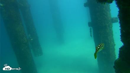Scripps Pier Underwater Live Webcam - Sep 24, 2026, 2:30pm PDT