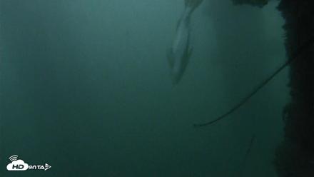 Scripps Pier Underwater Live Webcam - Oct 12, 2026, 6:39am PDT