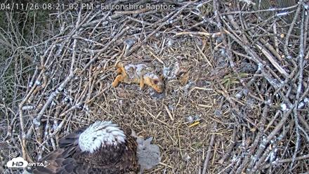 West Michigan Eagles Nest Live Cam - Apr 11, 2026, 8:23pm EDT