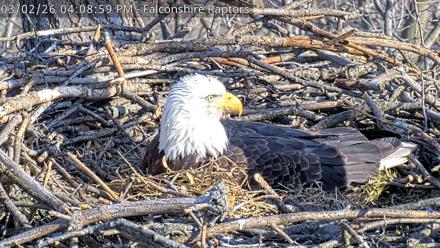 West Michigan Eagles Nest Live Cam - Mar 2, 2026, 4:09pm EST