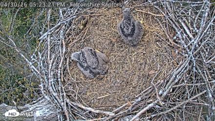 West Michigan Eagles Nest Live Cam - Apr 30, 2026, 5:24pm EDT