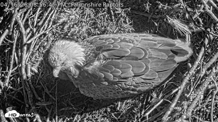West Michigan Eagles Nest Live Cam - Apr 16, 2026, 9:00pm EDT