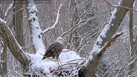 West Michigan Eagles Nest Live Cam - Dec 7, 2025, 8:41am EST