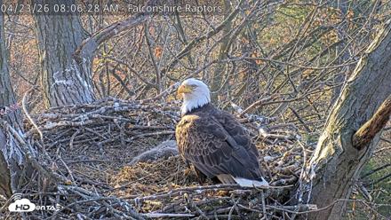 West Michigan Eagles Nest Live Cam - Apr 23, 2026, 8:07am EDT