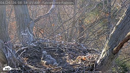 West Michigan Eagles Nest Live Cam - Apr 20, 2026, 8:39am EDT
